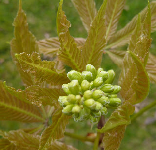 Newly-emerged Aesculus (horse-chestnut family) leaves - Myerscough College Arboretum