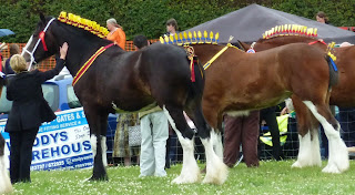 Prize horses on show