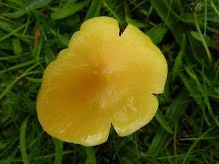 Yellow meadow fungus