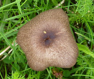Meadow fungus - unusual shape