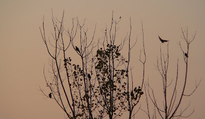 tree full of birds 6