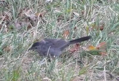 catbird