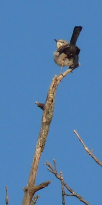 mockingbird