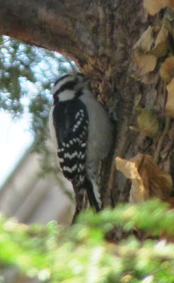 downy woodpecker
