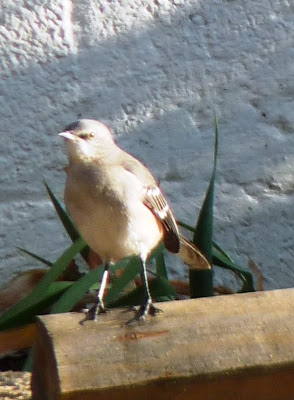 mockingbird