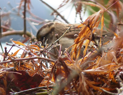 white-throated sparrow