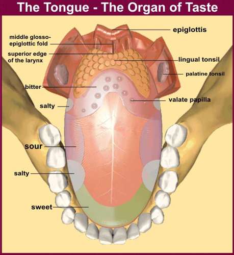 Human organs: Tongue