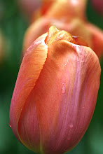 Tulip Keukenhof