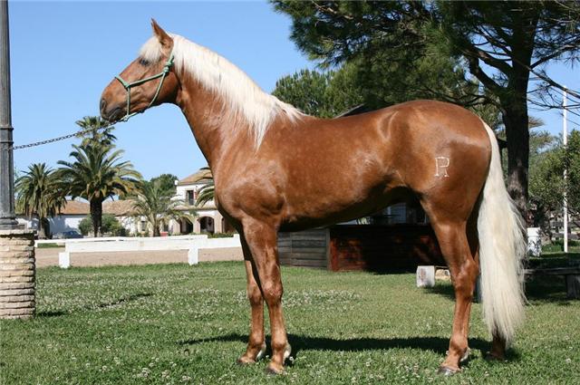 quo vadis? - English-Spanish Dictionary - WordReferencecom