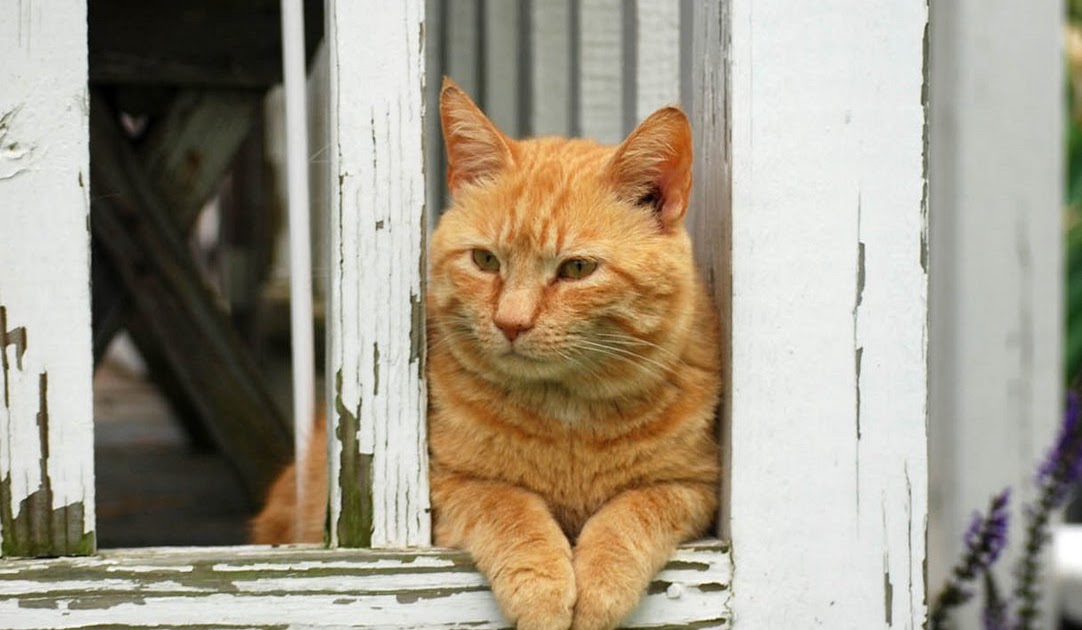 Punkin's Patch Cat Dreams