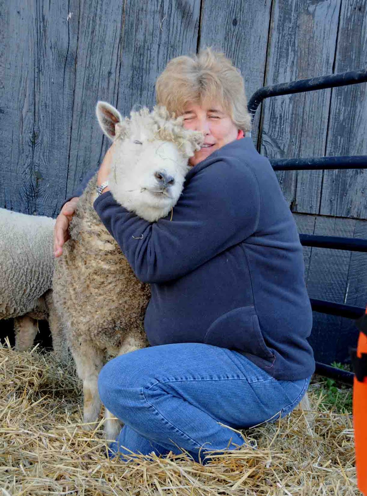 Sheep Hug
