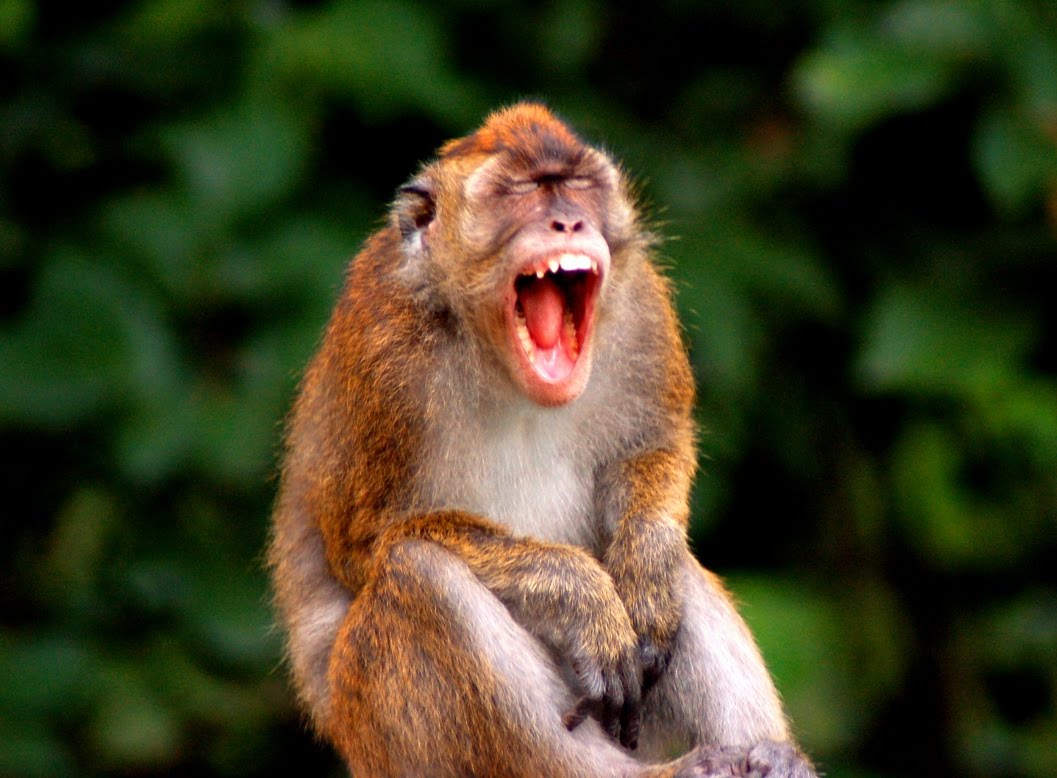 political monkey