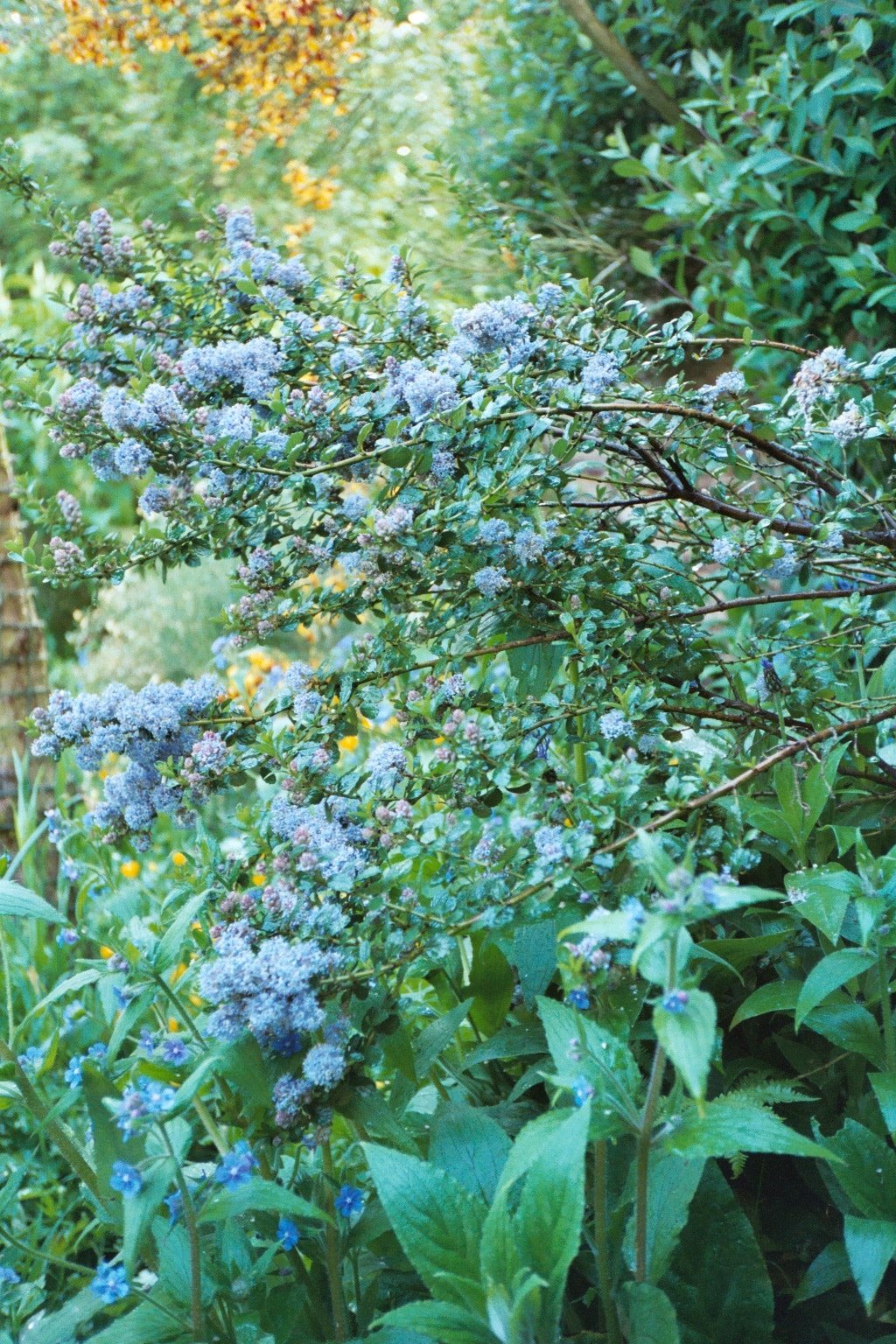 [ceanothus.jpeg]