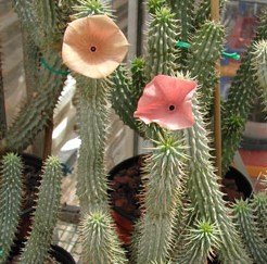 [hoodia_gordonii.jpg]