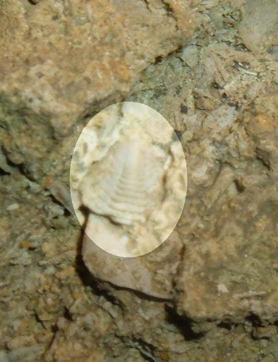Trilobite Tail