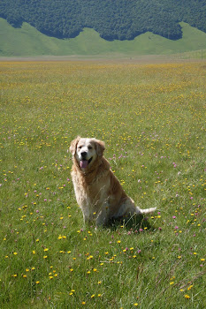 La fioritura a Castelluccio