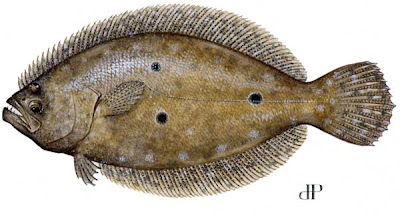Animated Flounder
