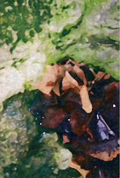 Shallow pool with leaves, Table Rock Lake, 1998