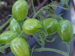 Grape Tomatoes, August 2010