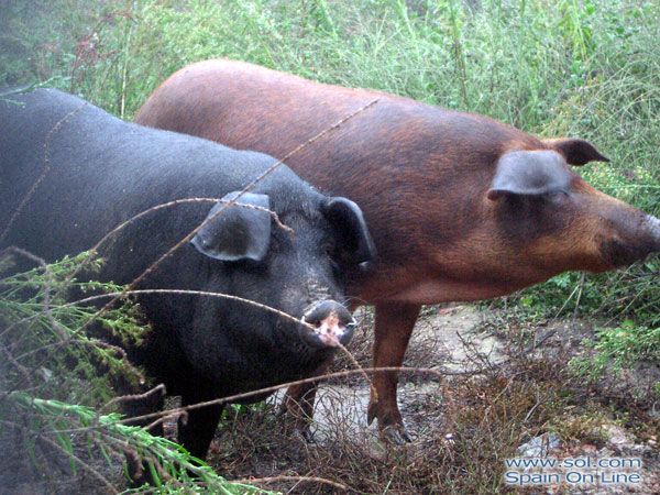 Aracena-Parque%2BNatural%2B%2BSierra%2Bde%2BAracena%2By%2BPicos%2Bde%2BAroche07.jpg