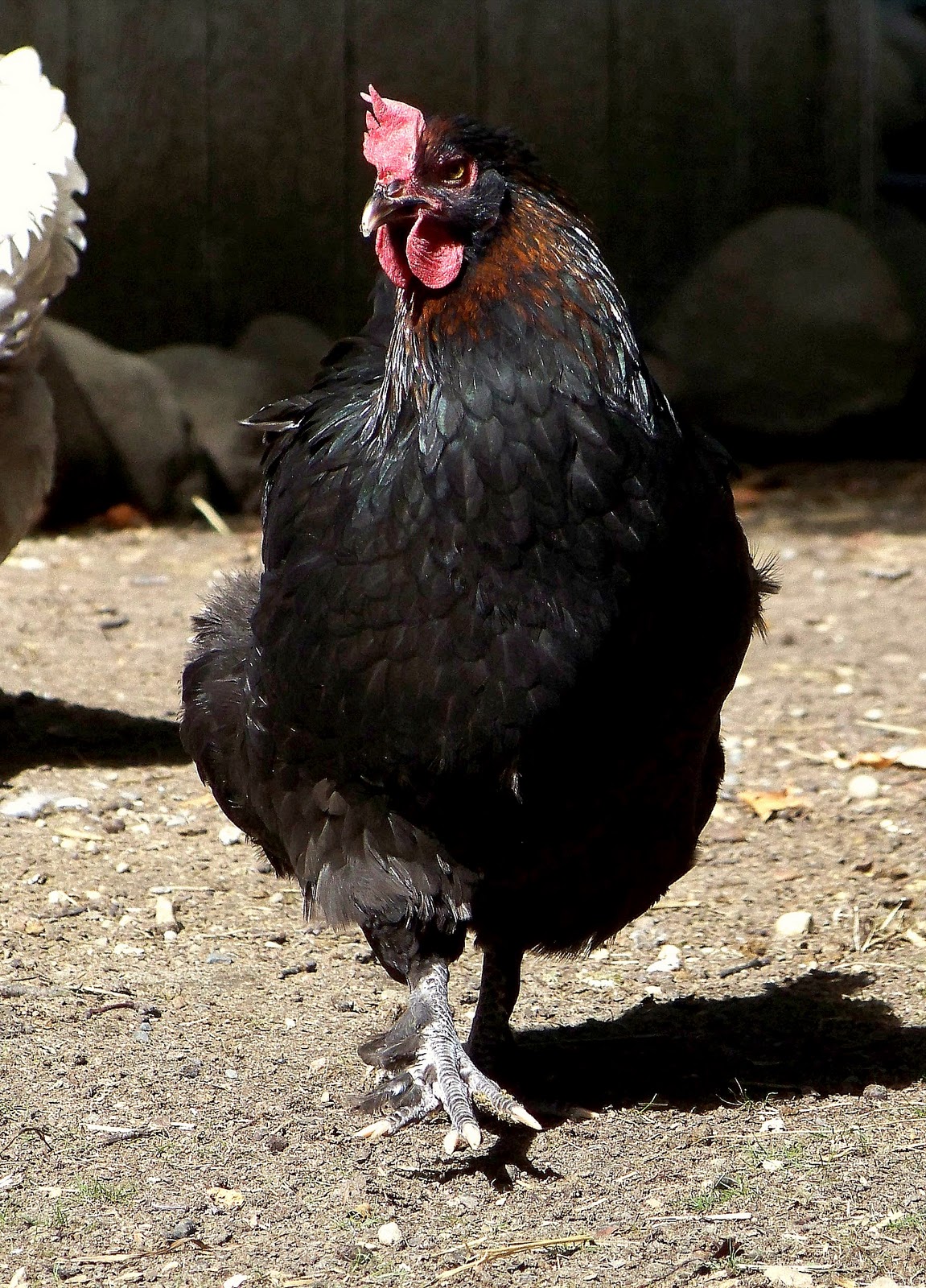 Maran, The Chocolate Egg Layer Community Chickens