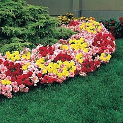 Mixed Magic Rose Hedge Mixed Magic Rose Hedge