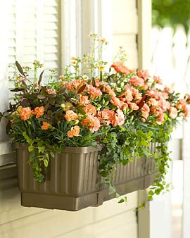Self-Watering Windowbox
