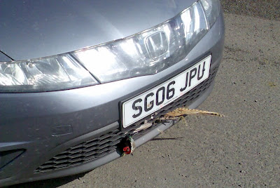 Cock Pheasant embedded in car grill --- click to enlarge