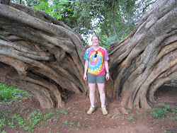 Wild fig tree, approx. 400 years old