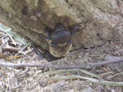 カブト虫