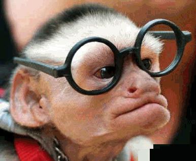 http://3.bp.blogspot.com/_Xf06Tae_ttM/TQgzxstKkzI/AAAAAAAAADE/kLks1YxYevo/s1600/monkey.jpg
