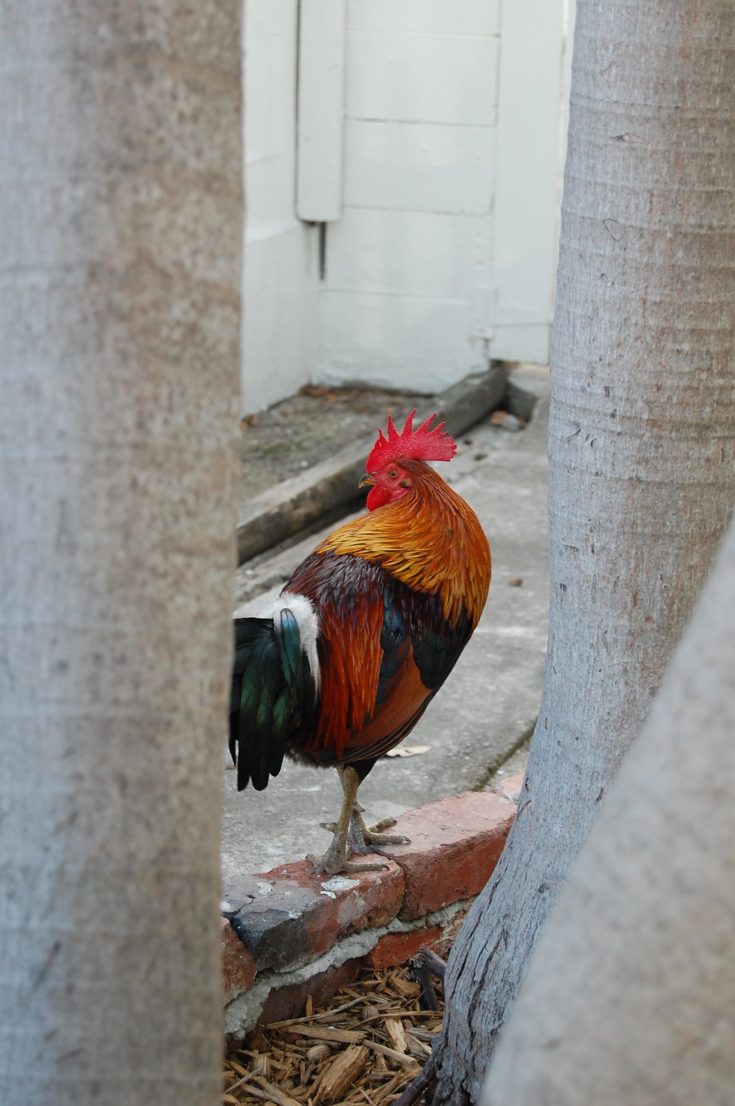 [roosters.JPG]
