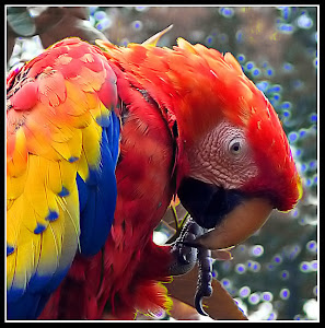 Loro Venezolano (Venezuelan Parrot)