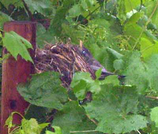 Robin's nest has tipped to the side.