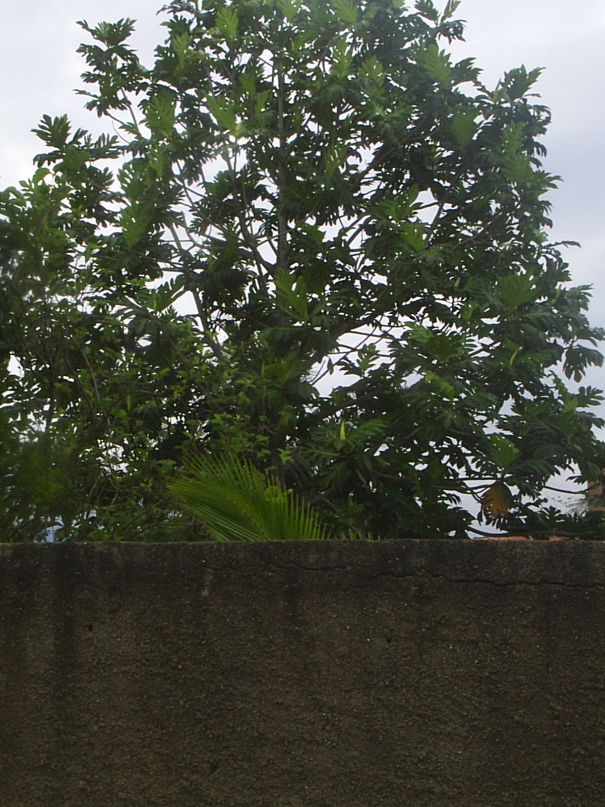 [saquarema+08_09032.JPG]