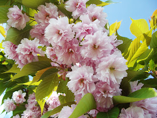 cherry blossoms (onemmorehandbag)