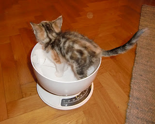 600 grams of cat (onemorehandbag)