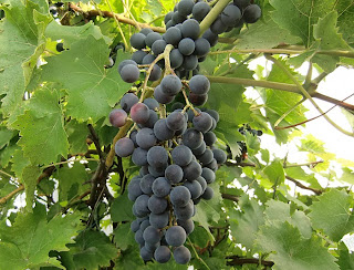 grapes (onemorehandbag)