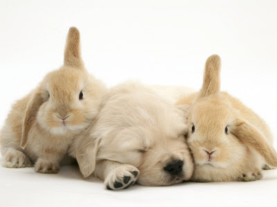 Golden Retriever 1148483~Golden-Retriever-Puppy-Sleeping-Between-Two-Young-Sandy-Lop-Rabbits-Posters