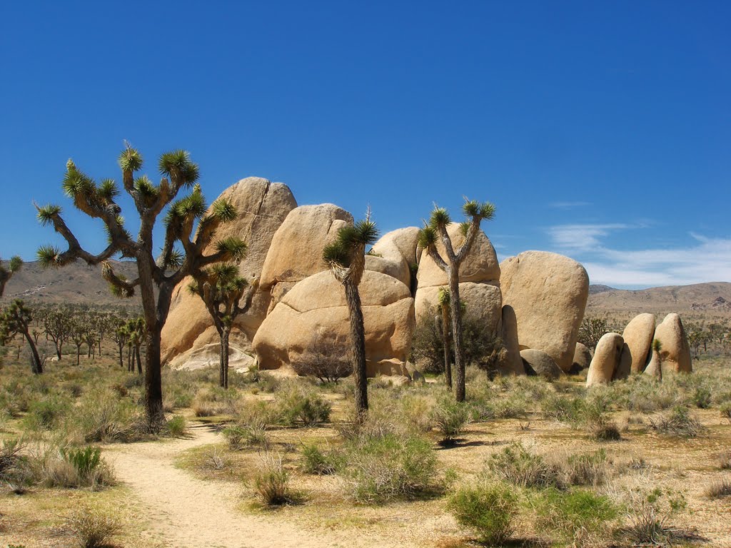 The Four Seasons Hidden Valley Picnic area Joshua Tree National Park