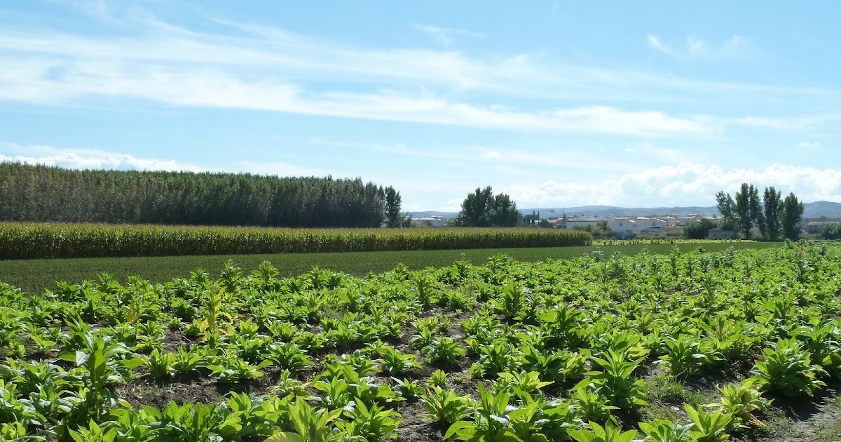 NUESTRA GRANADA LA VEGA DE GRANADA