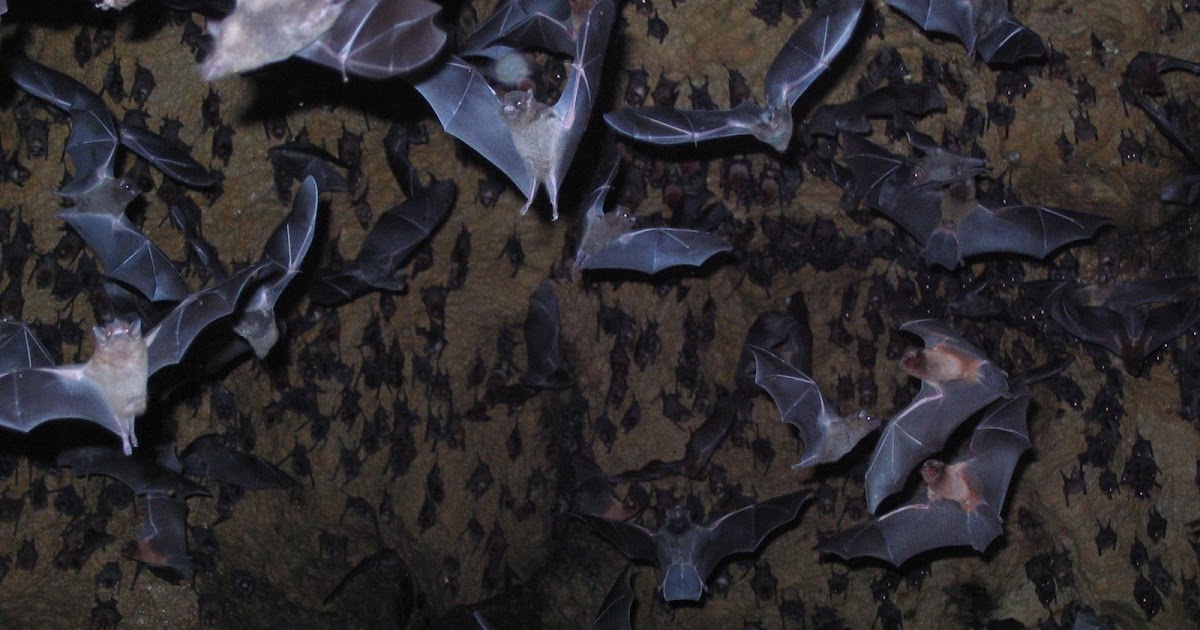 Why Bats Are So Amazing, Important & Misunderstood part II