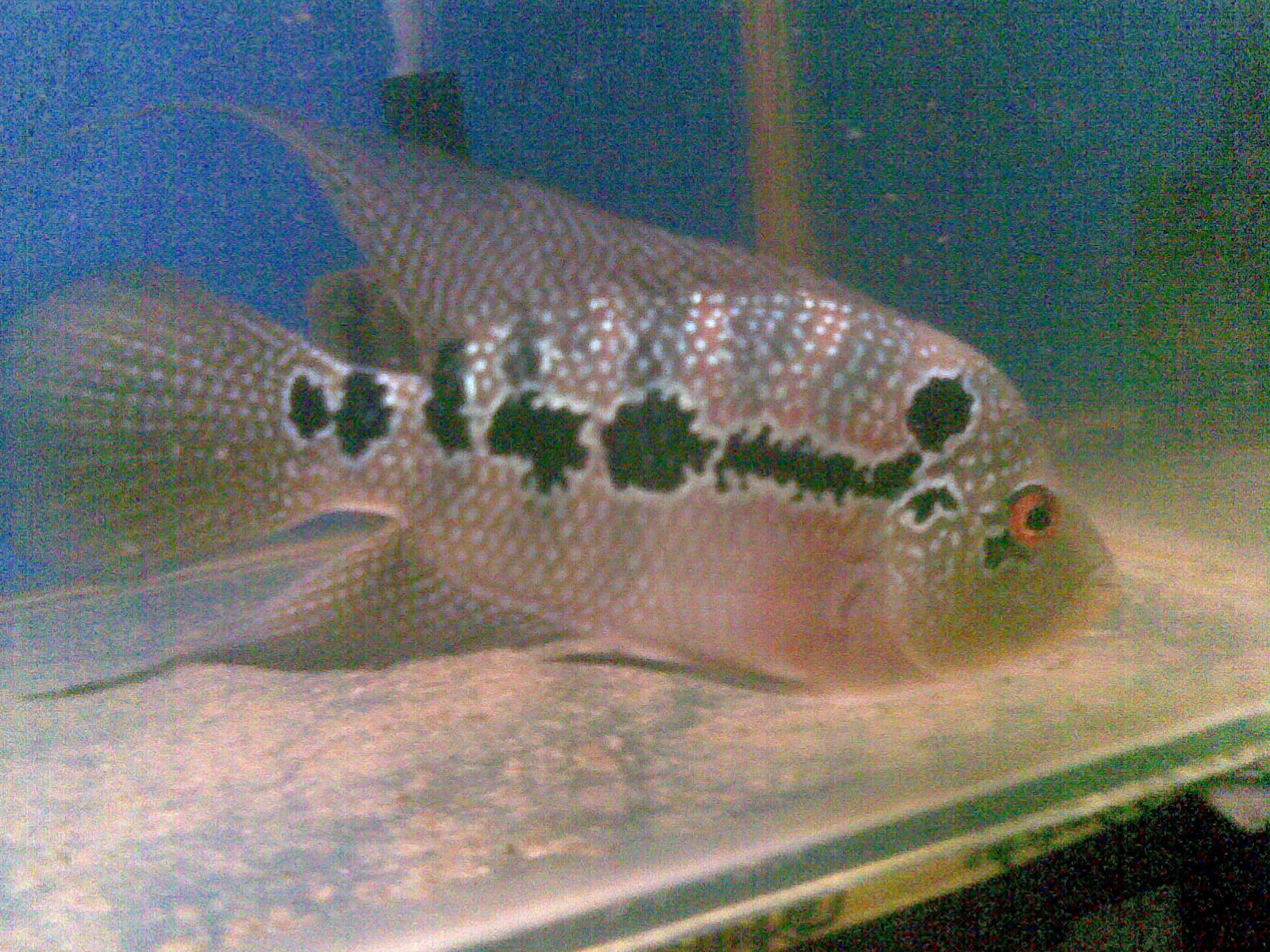 Finned Friends Imported Pearlspot Flowerhorn for Sale