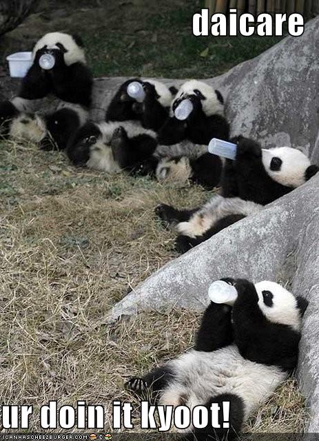 funny_panda_animals.jpg
