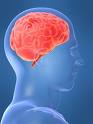 [Human+brain.jpg]