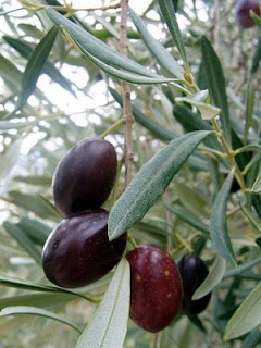 L'olivier en Kabylie, Algerie