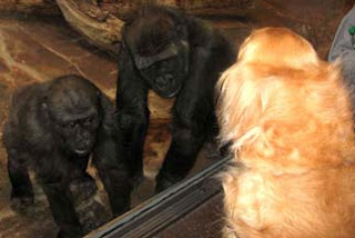 photo of two little gorillas at their plexiglass wall looking out with awestruck eyes at Sophie