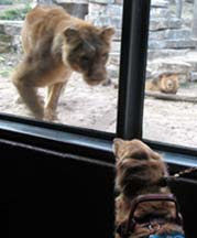 photo of lioness nose-to-nose with Sophie, only separated by a plexiglass pane