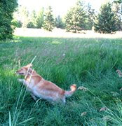 photo of Sophie leaping for joy through high grass
