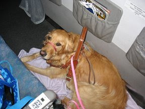 photo of Sophie on the floor of the plane for her first airplane ride